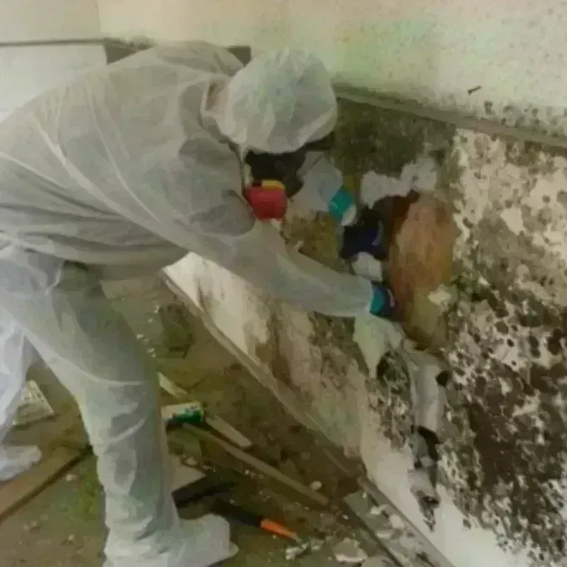 Mold Remediation and Removal in Elk City, OK